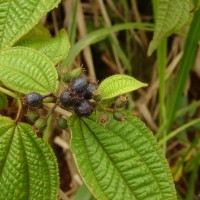 Miconia crenata (Vahl) Michelang.